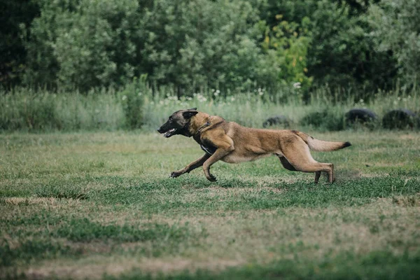 Working Malinois Dog Belgian Shepherd Dog Police Guard Dog — Stockfoto