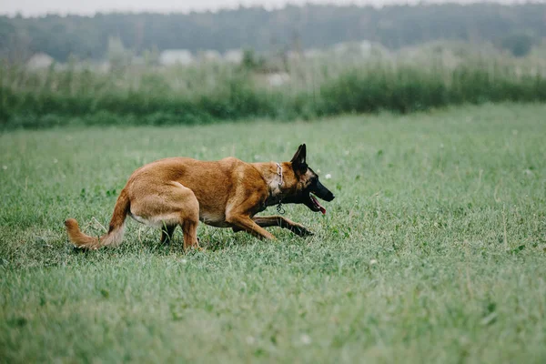 Working Malinois Dog Belgian Shepherd Dog Police Guard Dog — Photo
