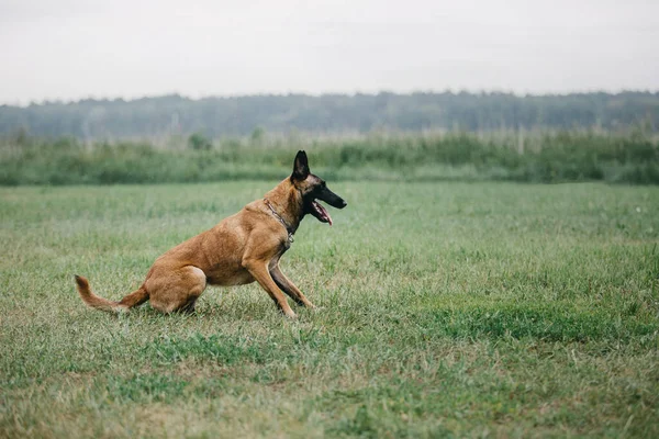 Working Malinois Dog Belgian Shepherd Dog Police Guard Dog — Stockfoto