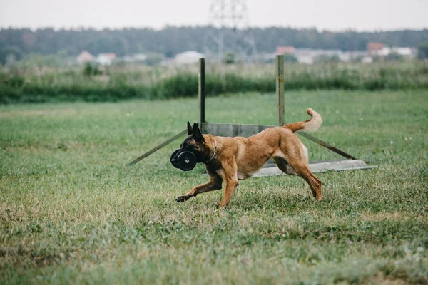 Working Malinois Dog Belgian Shepherd Dog Police Guard Dog — 스톡 사진