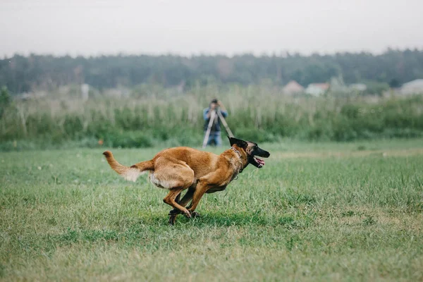 Working Malinois Dog Belgian Shepherd Dog Police Guard Dog —  Fotos de Stock
