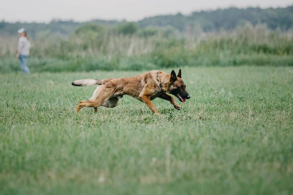 Working Malinois Dog Belgian Shepherd Dog Police Guard Dog — Stock fotografie