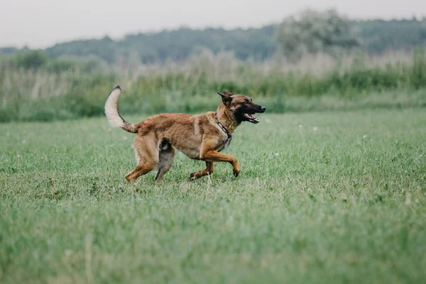 Working Malinois Dog Belgian Shepherd Dog Police Guard Dog — Fotografia de Stock