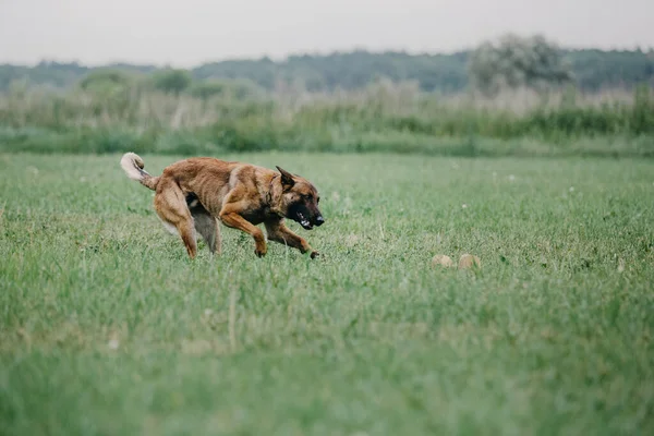 Working Malinois Dog Belgian Shepherd Dog Police Guard Dog — 스톡 사진