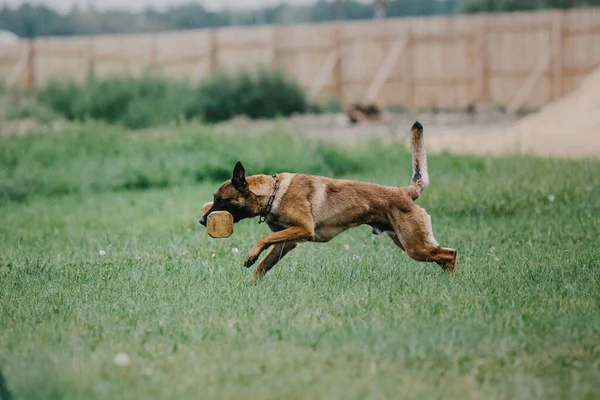 Working Malinois Dog Belgian Shepherd Dog Police Guard Dog — Zdjęcie stockowe