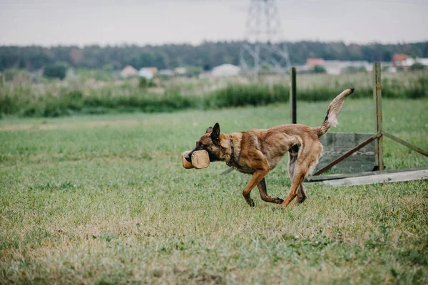 Working Malinois Dog Belgian Shepherd Dog Police Guard Dog — Stockfoto