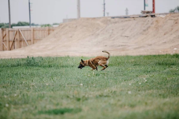 Working Malinois Dog Belgian Shepherd Dog Police Guard Dog — Φωτογραφία Αρχείου