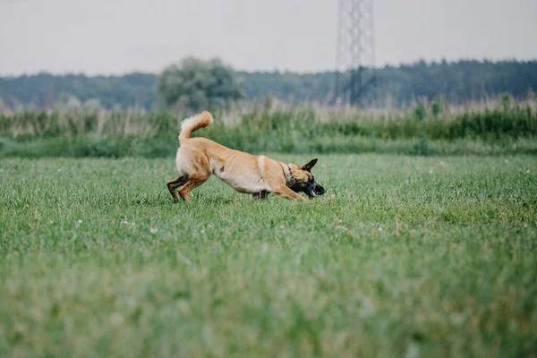 Working Malinois Dog Belgian Shepherd Dog Police Guard Dog — Stok fotoğraf