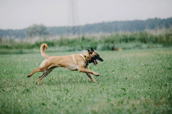 Working Malinois Dog Belgian Shepherd Dog Police Guard Dog — Stock Fotó