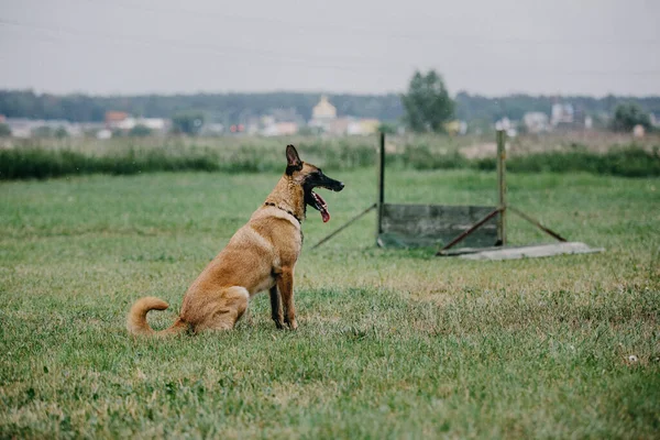 Working Malinois Dog Belgian Shepherd Dog Police Guard Dog — Fotografia de Stock