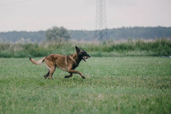 Working Malinois Dog Belgian Shepherd Dog Police Guard Dog — Stockfoto