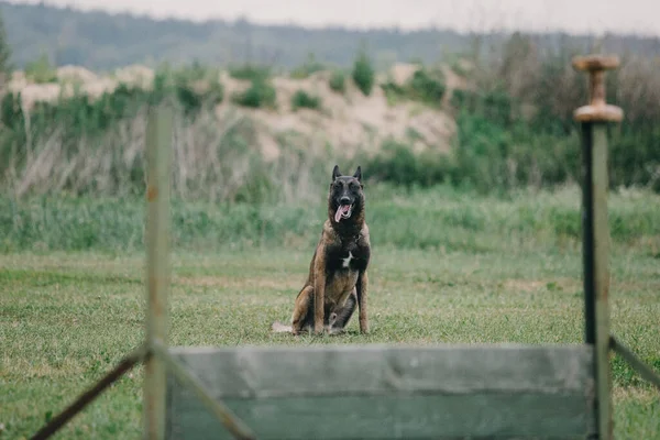 Working Malinois Dog Belgian Shepherd Dog Police Guard Dog — Fotografia de Stock