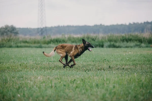 Working Malinois Dog Belgian Shepherd Dog Police Guard Dog — Stock fotografie