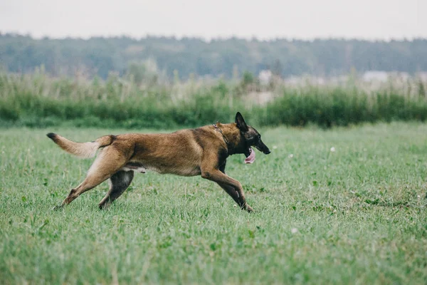 Working Malinois Dog Belgian Shepherd Dog Police Guard Dog — Photo