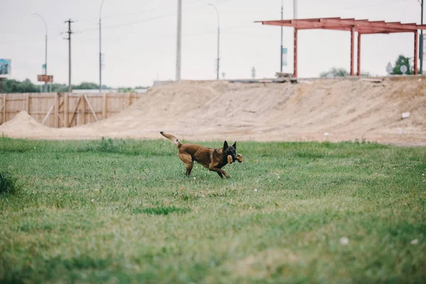 Working Malinois Dog Belgian Shepherd Dog Police Guard Dog — Stockfoto