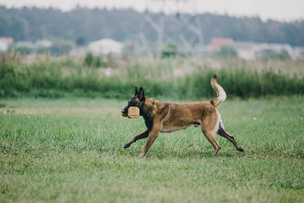 Робоча Собака Маніяк Бельгійський Собака Пастух Поліція Охоронець — стокове фото