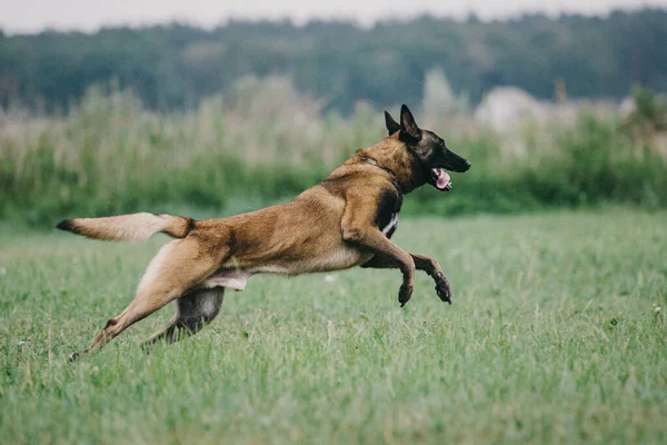 Working Malinois Dog Belgian Shepherd Dog Police Guard Dog — Stockfoto