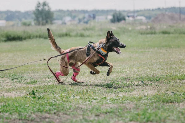 Working Malinois Dog Belgian Shepherd Dog Police Guard Dog — Stockfoto