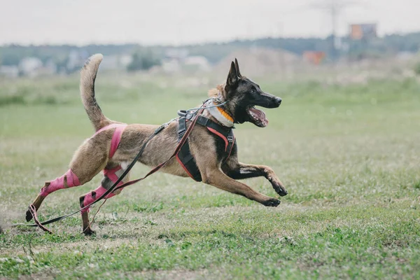 Working malinois dog. Belgian shepherd dog. Police, guard dog