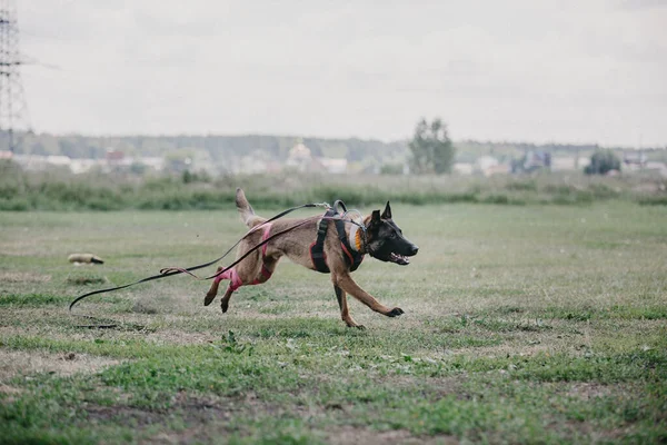 Working Malinois Dog Belgian Shepherd Dog Police Guard Dog — Zdjęcie stockowe