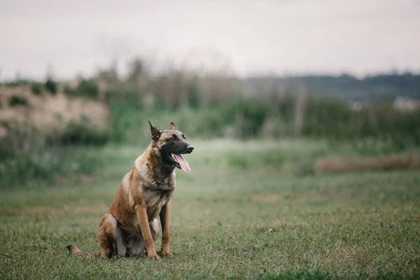 Working Malinois Dog Belgian Shepherd Dog Police Guard Dog — Stockfoto