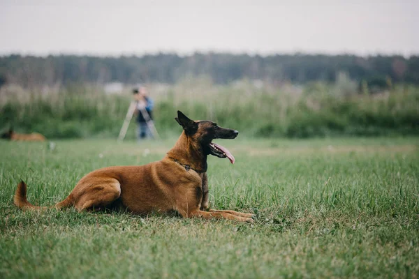 Working Malinois Dog Belgian Shepherd Dog Police Guard Dog — 스톡 사진