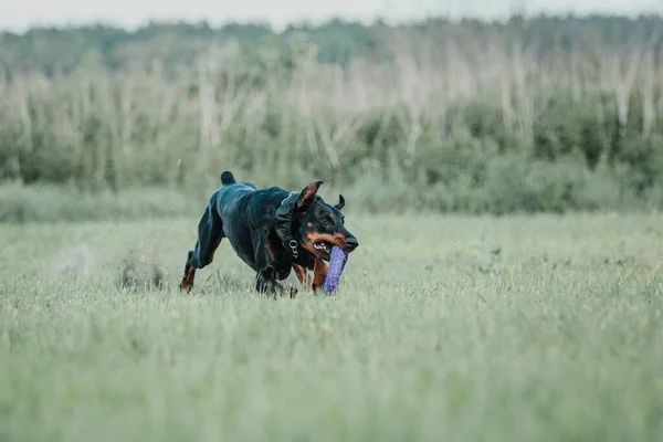 Chien Jouer Courir Plein Air — Photo