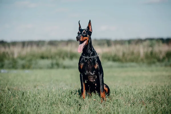 Köpek Oynuyor Dışarıda Koşuyor — Stok fotoğraf