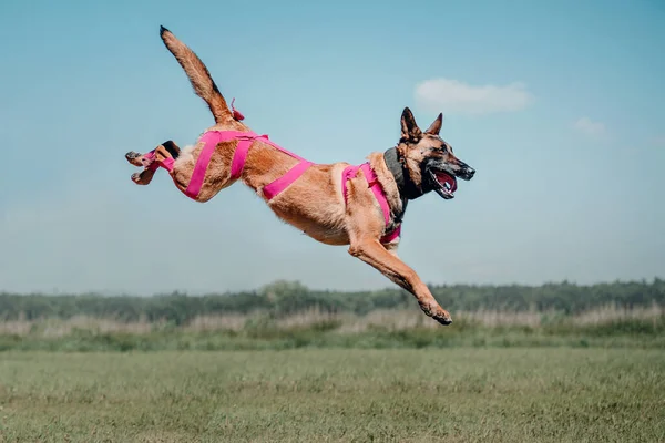 Working Malinois Dog Belgian Shepherd Dog Police Guard Dog — Stock Fotó