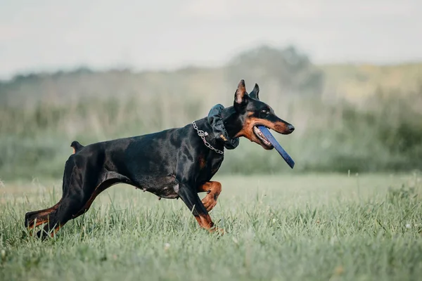 犬の遊びと屋外の実行 — ストック写真