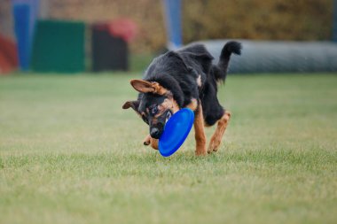 Köpek frizbisi. Köpek uçan disk yakalıyor, evcil hayvan parkta oynuyor. Spor müsabakası, spor başarısı