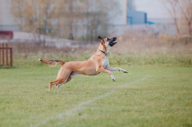 Köpek frizbisi. Köpek uçan disk yakalıyor, evcil hayvan parkta oynuyor. Spor müsabakası, spor başarısı