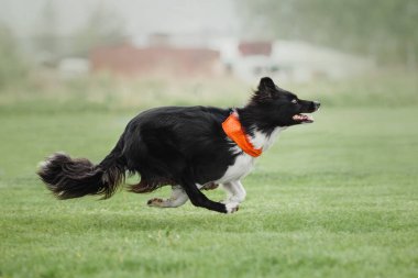 Köpek frizbisi. Köpek uçan disk yakalıyor, evcil hayvan parkta oynuyor. Spor müsabakası, spor başarısı