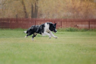 Köpek frizbisi. Köpek uçan disk yakalıyor, evcil hayvan parkta oynuyor. Spor müsabakası, spor başarısı