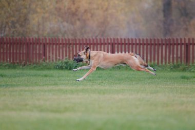 Köpek frizbisi. Köpek uçan disk yakalıyor, evcil hayvan parkta oynuyor. Spor müsabakası, spor başarısı