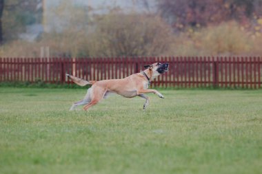 Köpek frizbisi. Köpek uçan disk yakalıyor, evcil hayvan parkta oynuyor. Spor müsabakası, spor başarısı