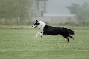Köpek frizbisi. Köpek uçan disk yakalıyor, evcil hayvan parkta oynuyor. Spor müsabakası, spor başarısı