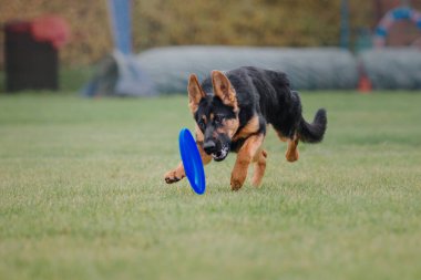 Köpek frizbisi. Köpek uçan disk yakalıyor, evcil hayvan parkta oynuyor. Spor müsabakası, spor başarısı