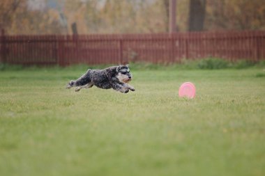 Köpek frizbisi. Köpek uçan disk yakalıyor, evcil hayvan parkta oynuyor. Spor müsabakası, spor başarısı