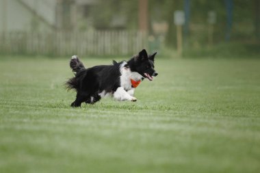 Köpek frizbisi. Köpek uçan disk yakalıyor, evcil hayvan parkta oynuyor. Spor müsabakası, spor başarısı
