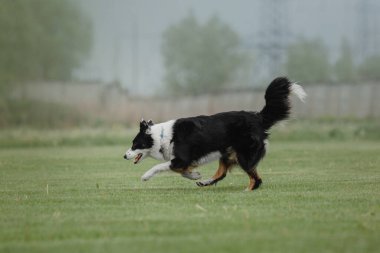 Köpek frizbisi. Köpek uçan disk yakalıyor, evcil hayvan parkta oynuyor. Spor müsabakası, spor başarısı