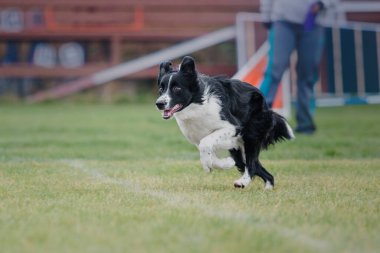 Köpek frizbisi. Köpek uçan disk yakalıyor, evcil hayvan parkta oynuyor. Spor müsabakası, spor başarısı