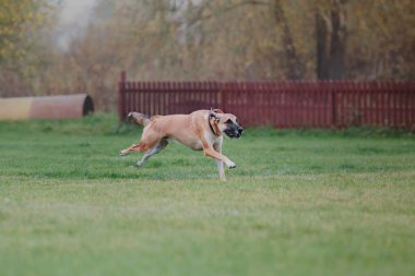 Köpek frizbisi. Köpek uçan disk yakalıyor, evcil hayvan parkta oynuyor. Spor müsabakası, spor başarısı