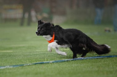 Köpek frizbisi. Köpek uçan disk yakalıyor, evcil hayvan parkta oynuyor. Spor müsabakası, spor başarısı