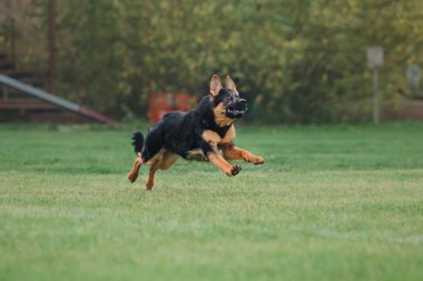 Köpek frizbisi. Köpek uçan disk yakalıyor, evcil hayvan parkta oynuyor. Spor müsabakası, spor başarısı