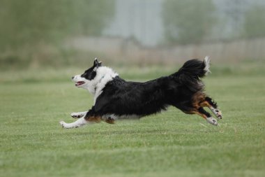 Köpek frizbisi. Köpek uçan disk yakalıyor, evcil hayvan parkta oynuyor. Spor müsabakası, spor başarısı