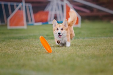 Köpek frizbisi. Köpek uçan disk yakalıyor, evcil hayvan parkta oynuyor. Spor müsabakası, spor başarısı