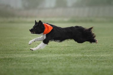 Köpek frizbisi. Köpek uçan disk yakalıyor, evcil hayvan parkta oynuyor. Spor müsabakası, spor başarısı