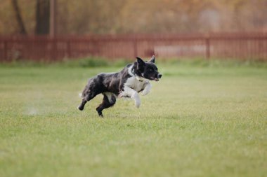 Köpek frizbisi. Köpek uçan disk yakalıyor, evcil hayvan parkta oynuyor. Spor müsabakası, spor başarısı