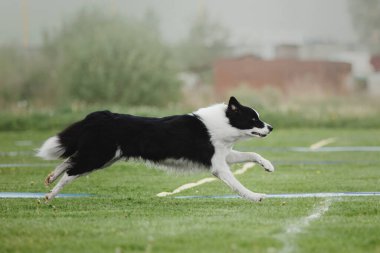 Köpek frizbisi. Köpek uçan disk yakalıyor, evcil hayvan parkta oynuyor. Spor müsabakası, spor başarısı